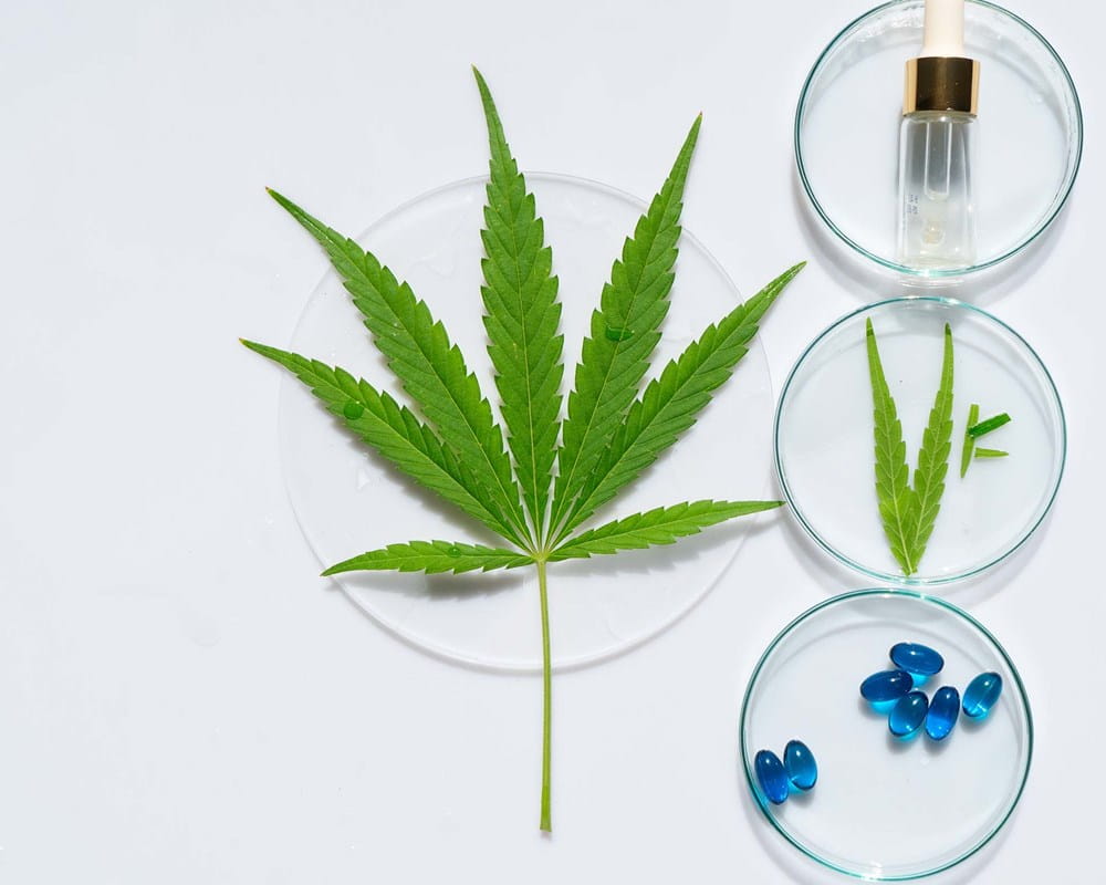 Cannabis leaf